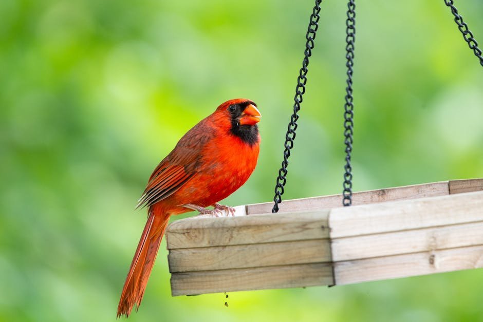 A backyard bird feeder visited by a cardinal, blue jay, and chickadees in winter