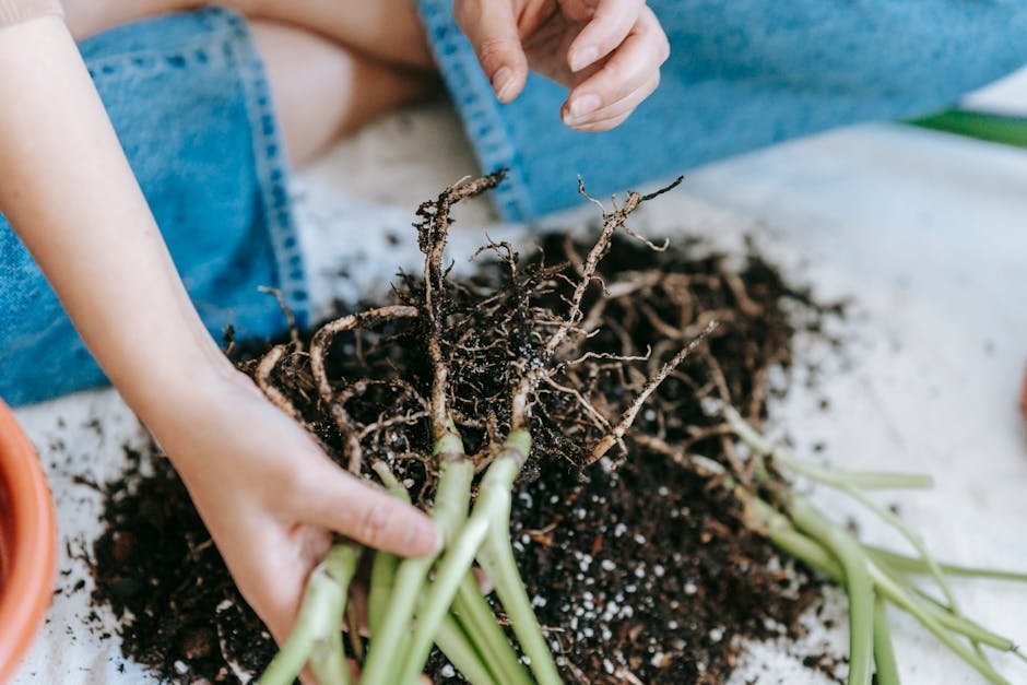 Hands transplanting seedlings during therapeutic horticulture session