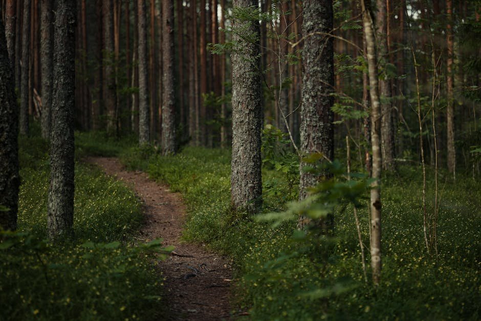 Free stock photo via Pexels