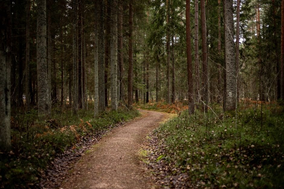 A calm forest path, a hopeful setting for exploring anxiety treatment without medication