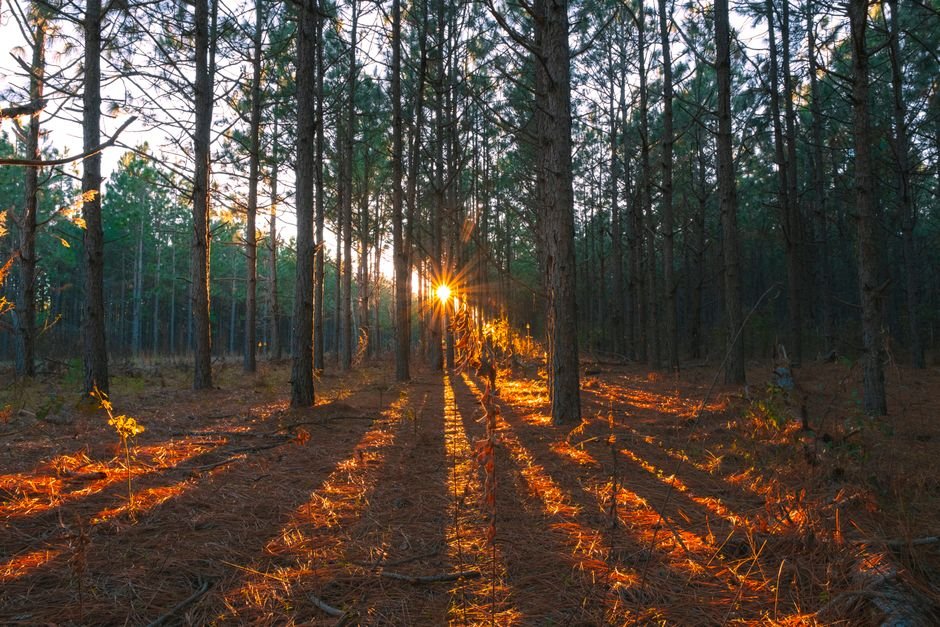 A calm sunrise through a pine forest, a hopeful setting for exploring depression treatment options